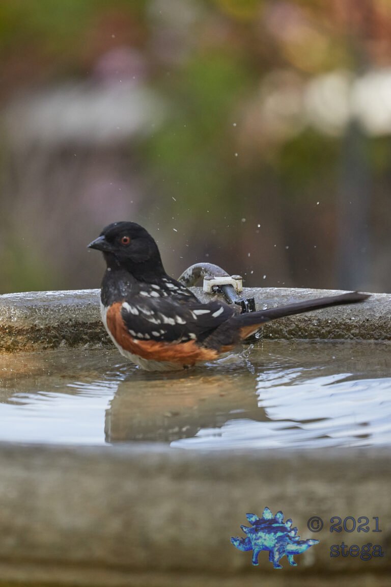 Spotted Towhee