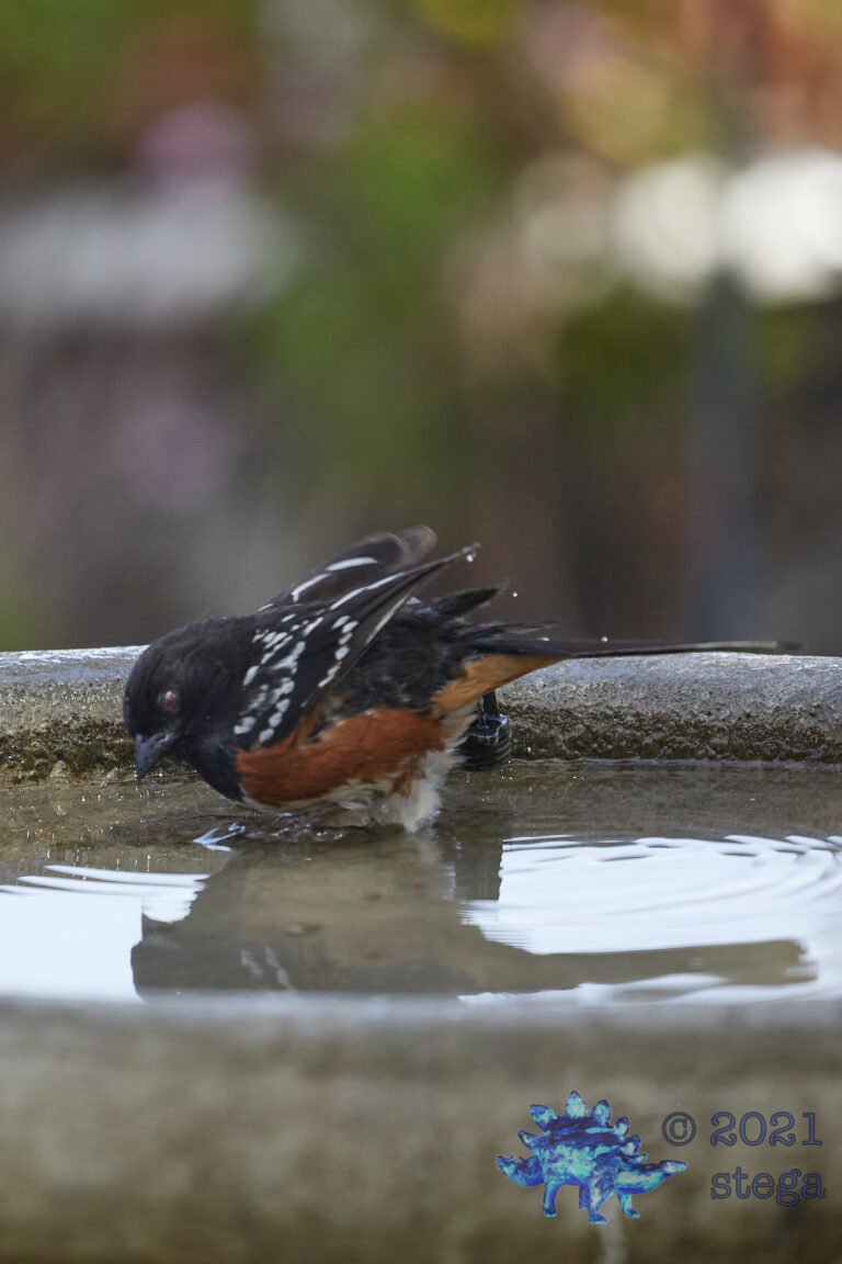Spotted Towhee