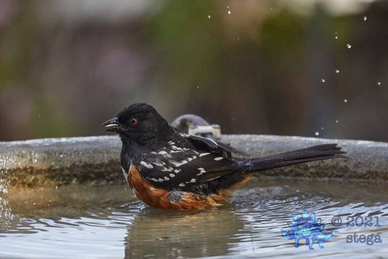 Spotted Towhee