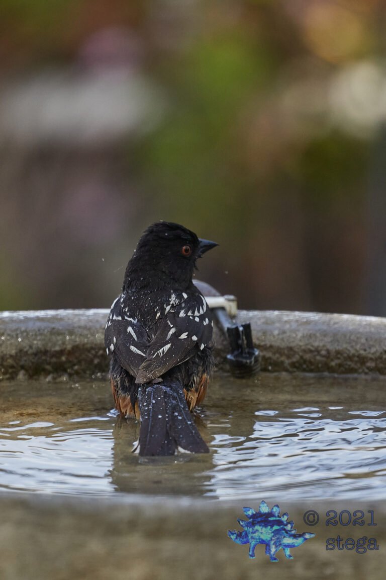 Spotted Towhee