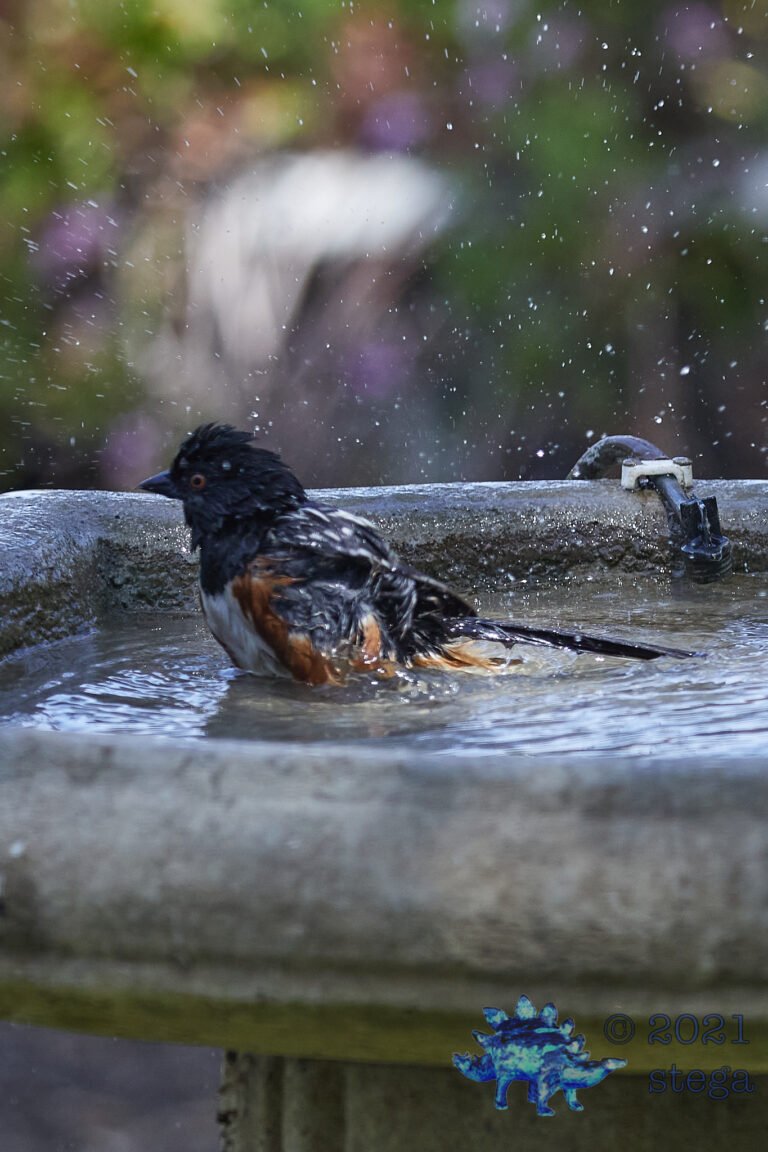Spotted Towhee