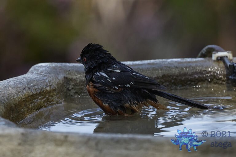 Spotted Towhee