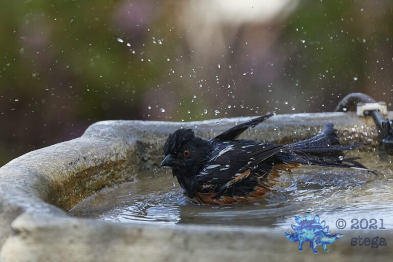 Spotted Towhee