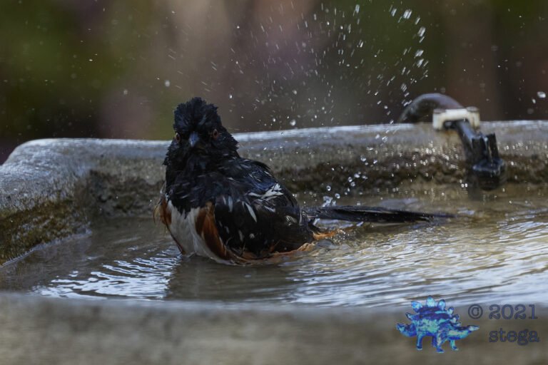 Spotted Towhee