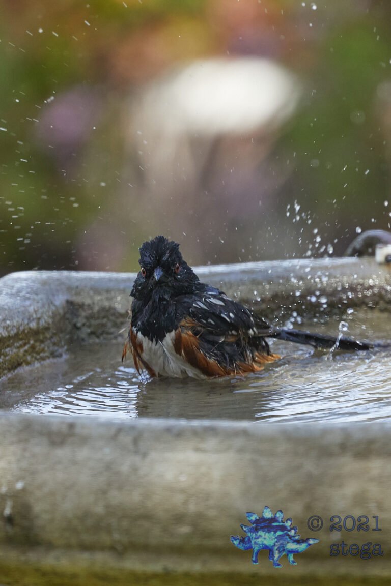 Spotted Towhee