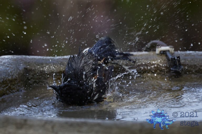 Spotted Towhee Bathing