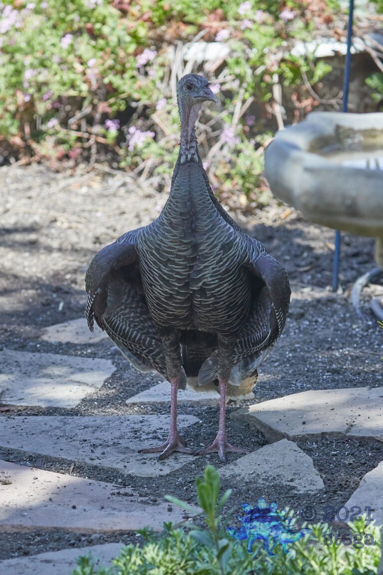 Wild Turkey