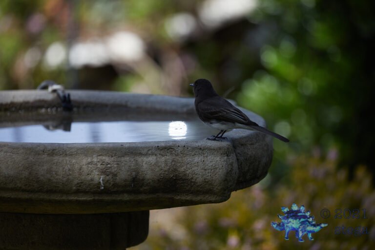 Black Phoebe