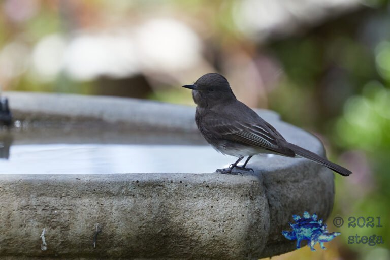 Black Phoebe