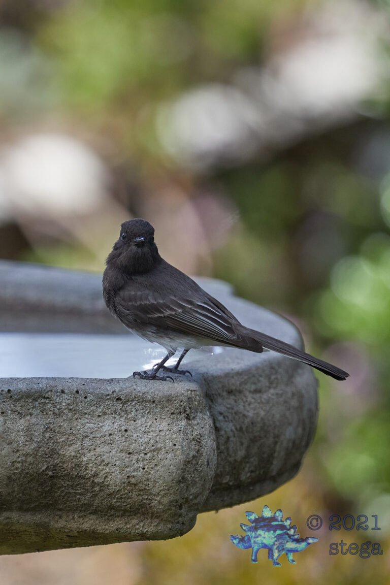 Black Phoebe