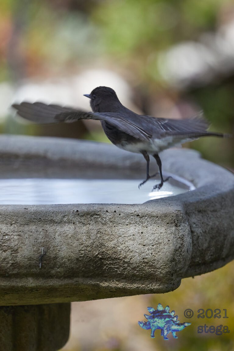 Black Phoebe