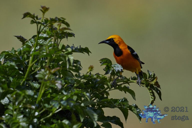 Hooded Oriole