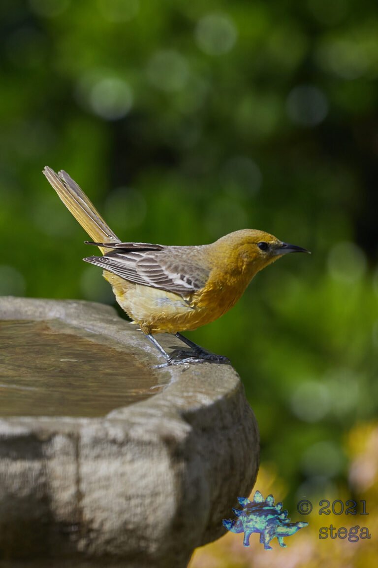 Hooded Oriole