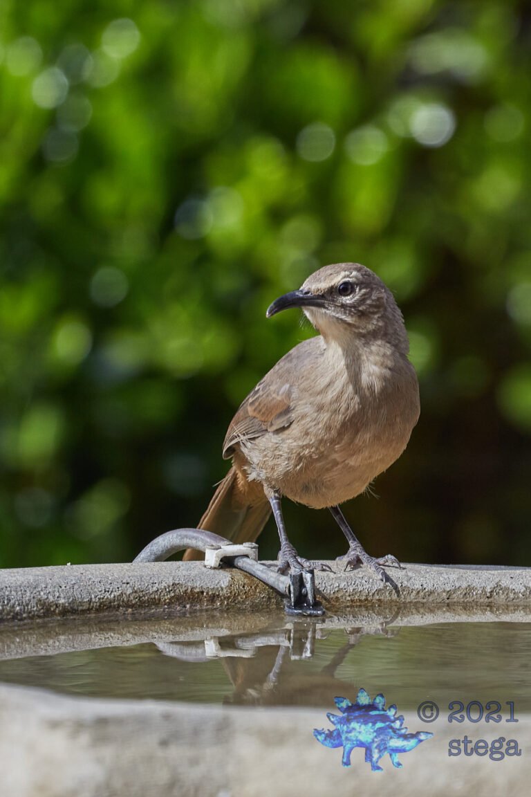 California Thrasher