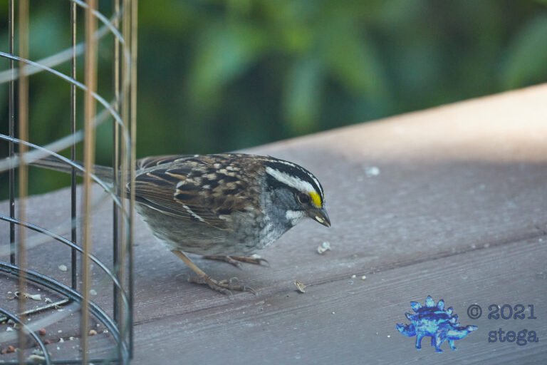 White-Throated Sparrow
