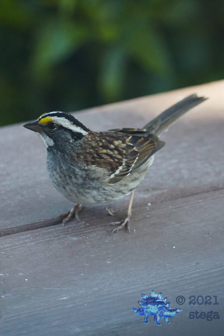 White-Throated Sparrow