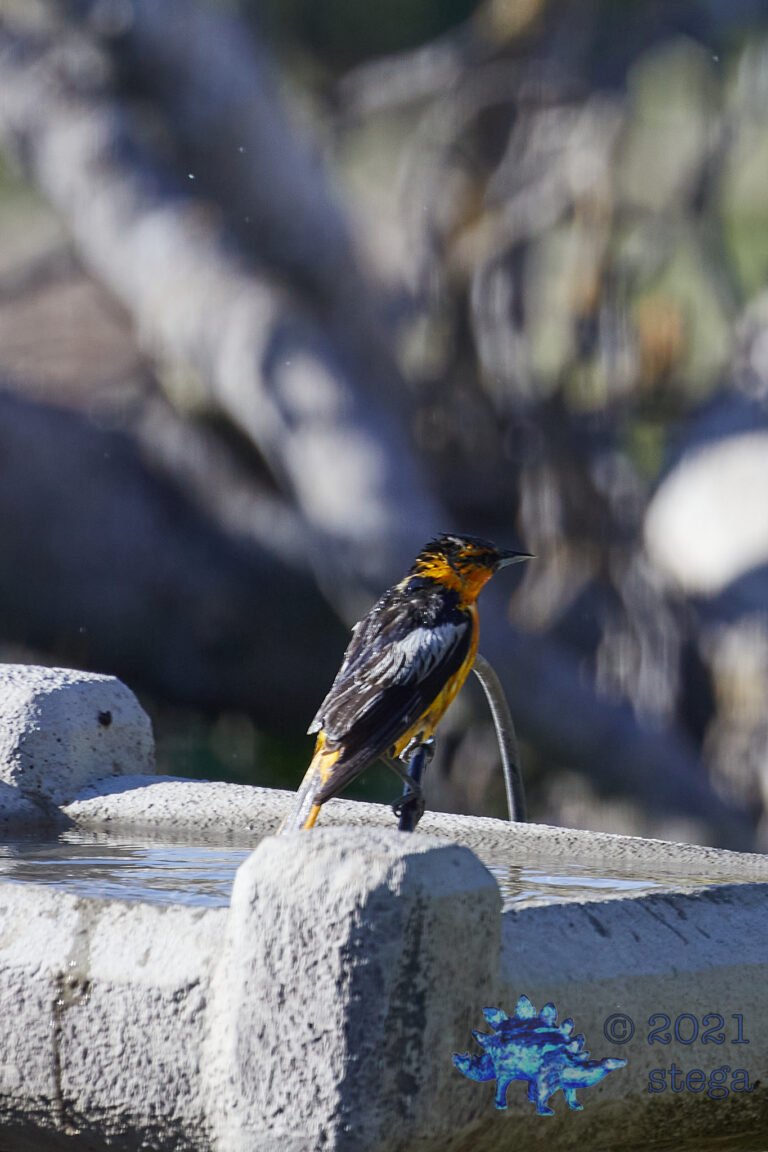 Bullock’s Oriole