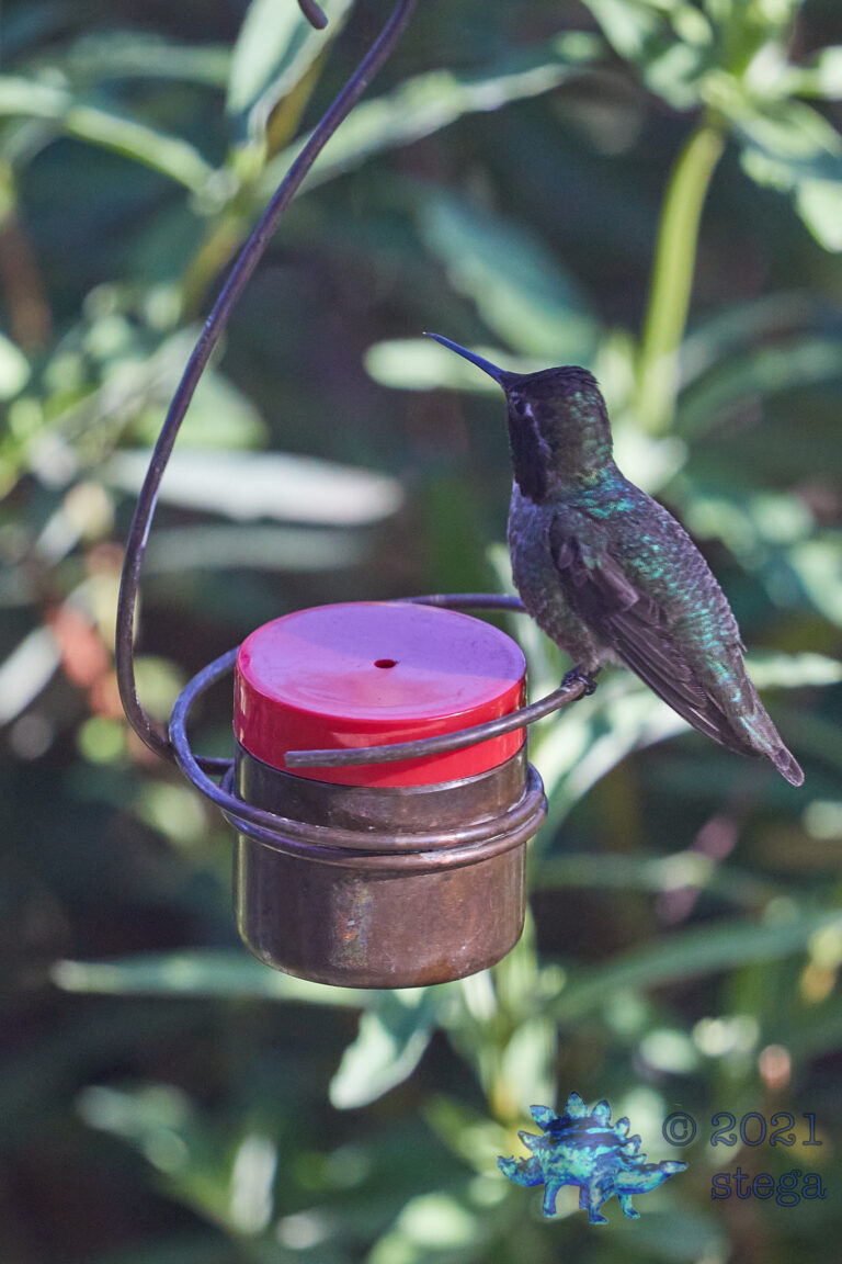 Anna’s Hummingbird