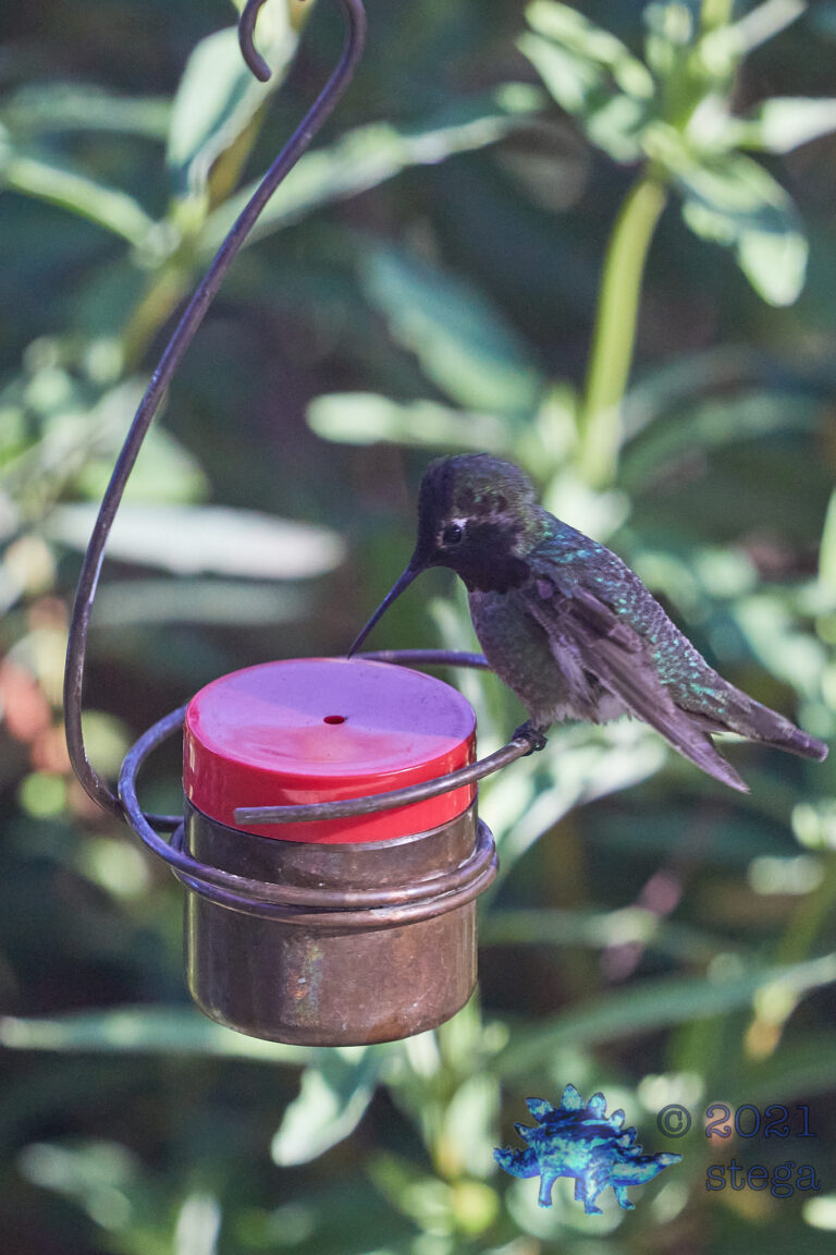 Anna’s Hummingbird