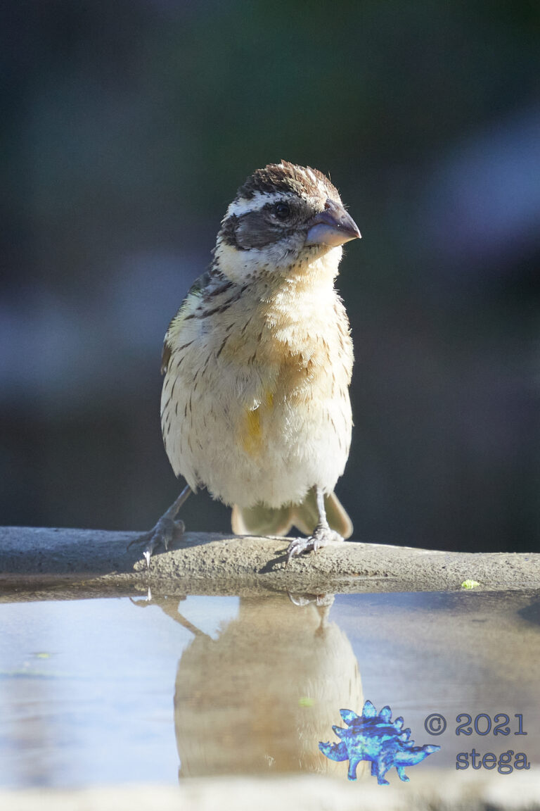 Black-Headed Grosbeak