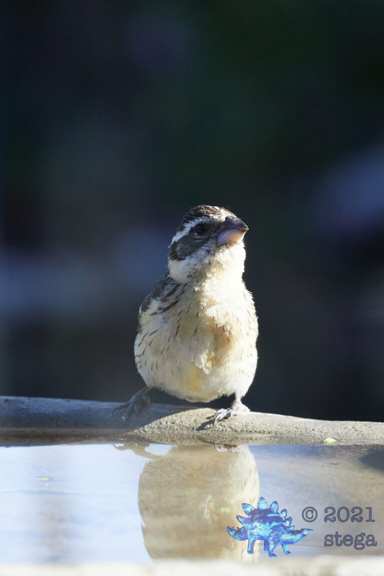 Black-Headed Grosbeak