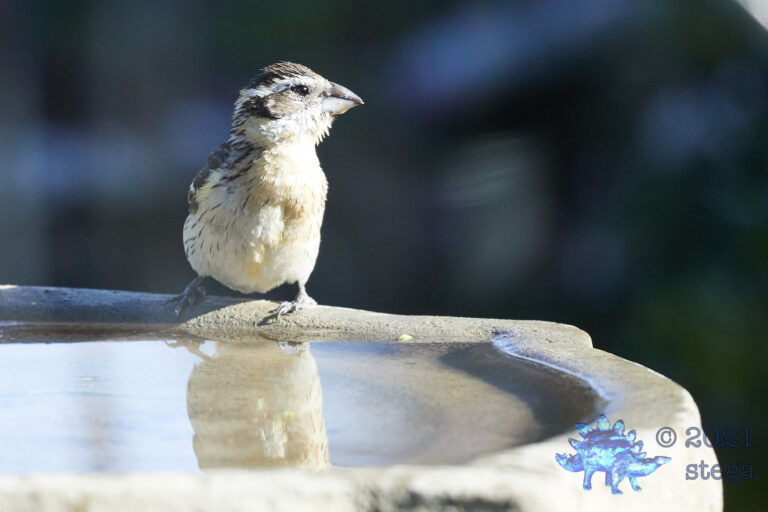 Black-Headed Grosbeak