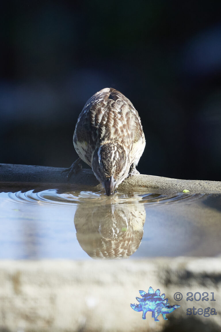 Dipping Grosbeak