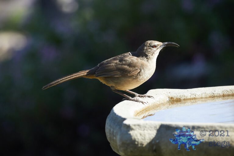 California Thrasher