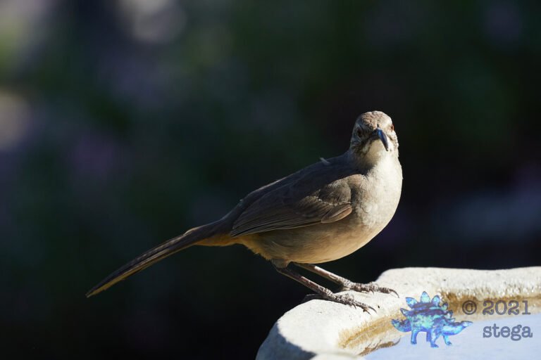 California Thrasher