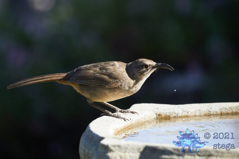California Thrasher