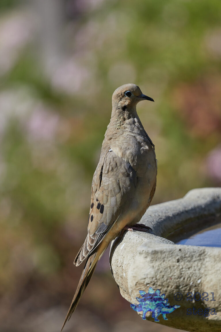 Mourning Dove