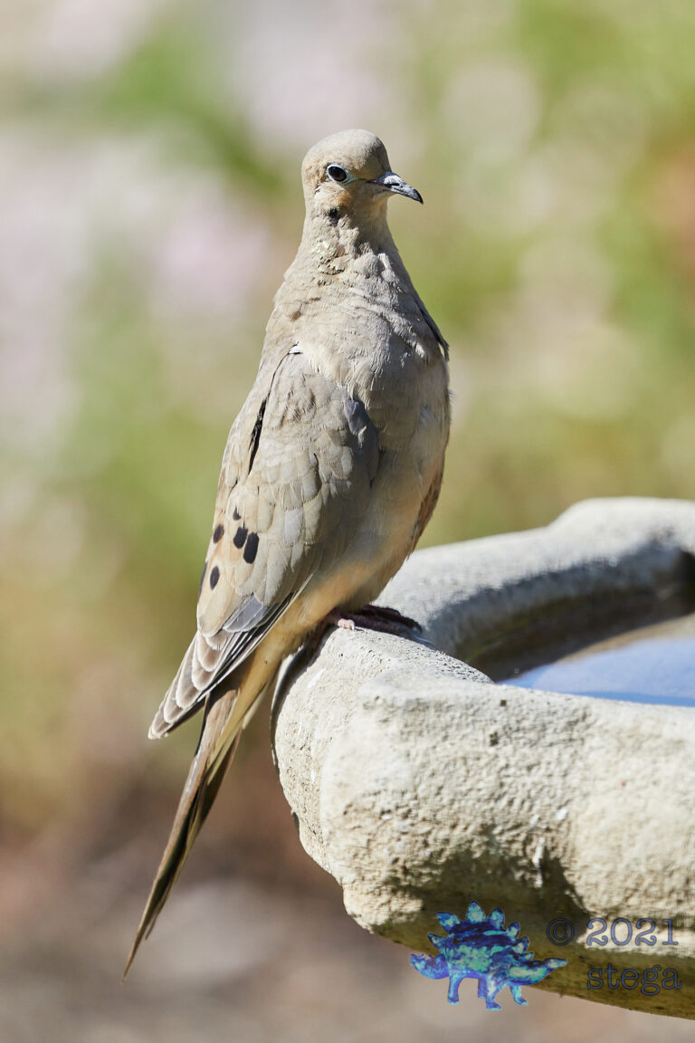 Mourning Dove