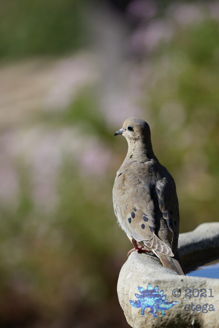 Mourning Dove