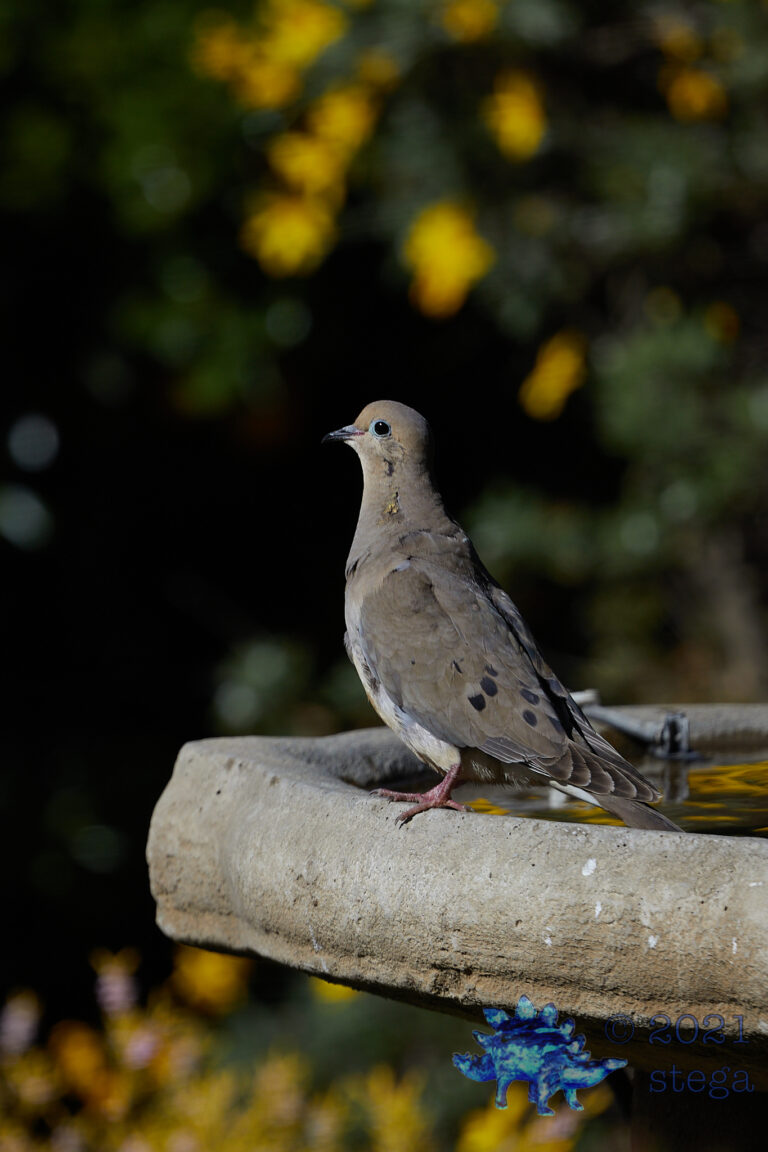 Mourning Dove
