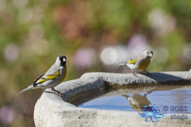 Lawrence Goldfinches