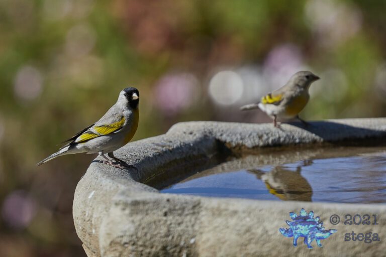 Lawrence’s Goldfinches