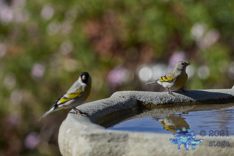 Lawrence’s Goldfinches