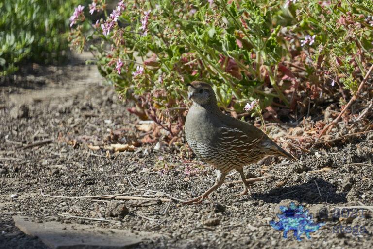 California Quail