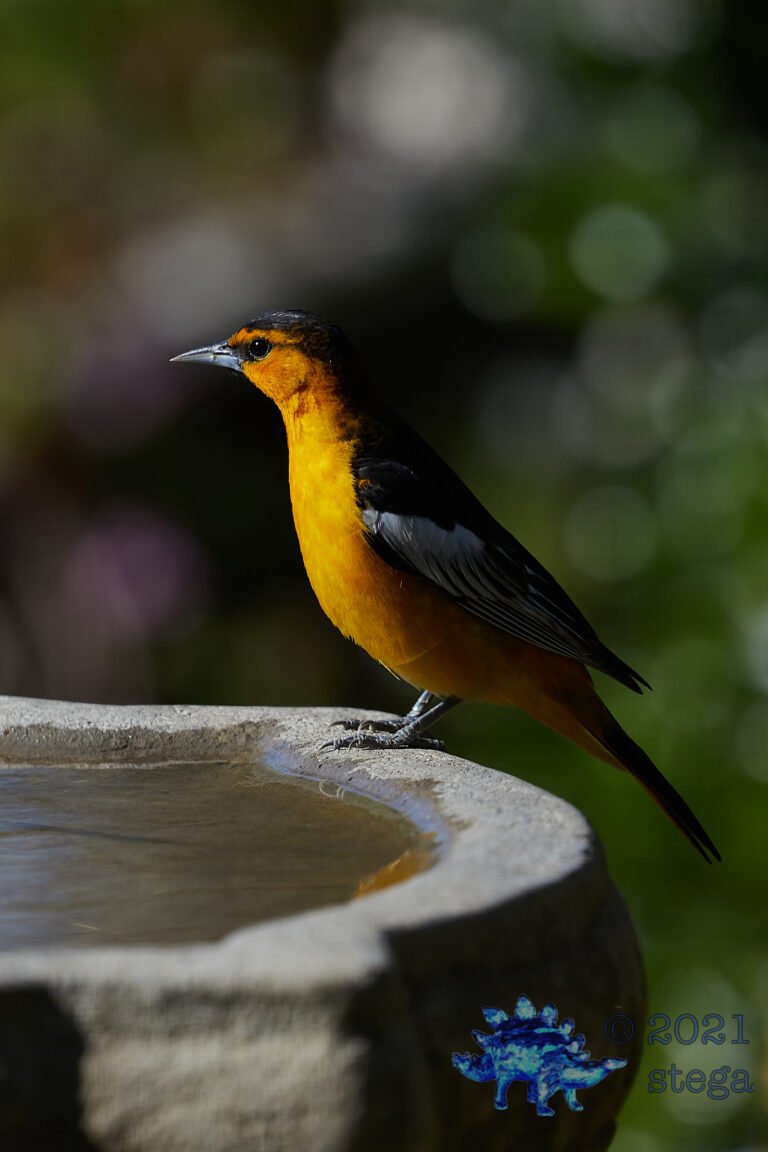 Bullock’s Oriole