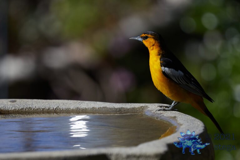 Bullock’s Oriole