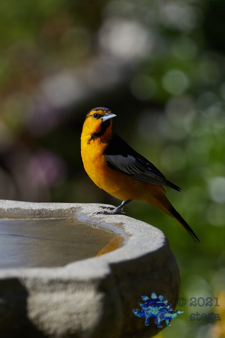 Bullock’s Oriole