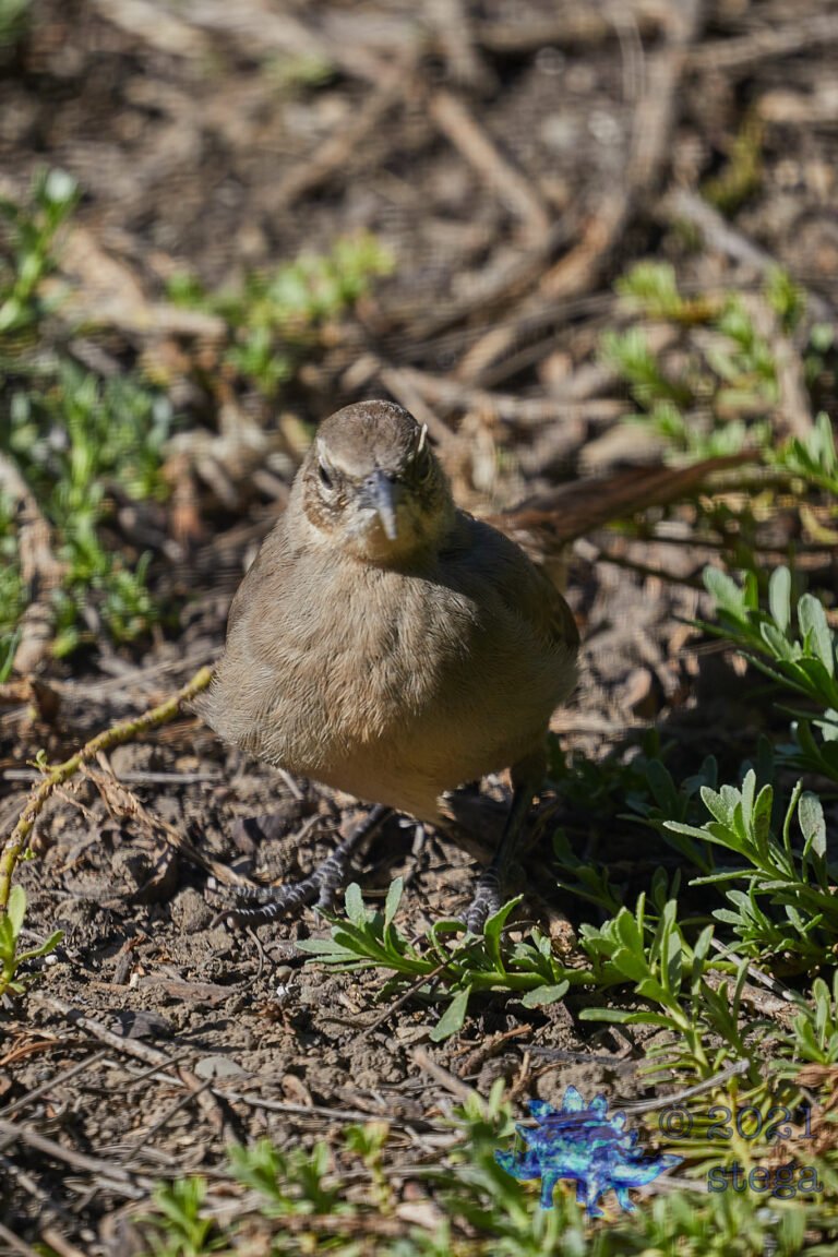 California Thrasher