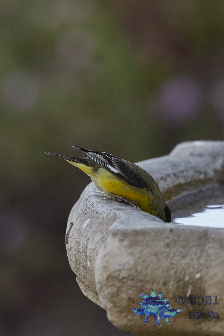 Lesser Goldfinch