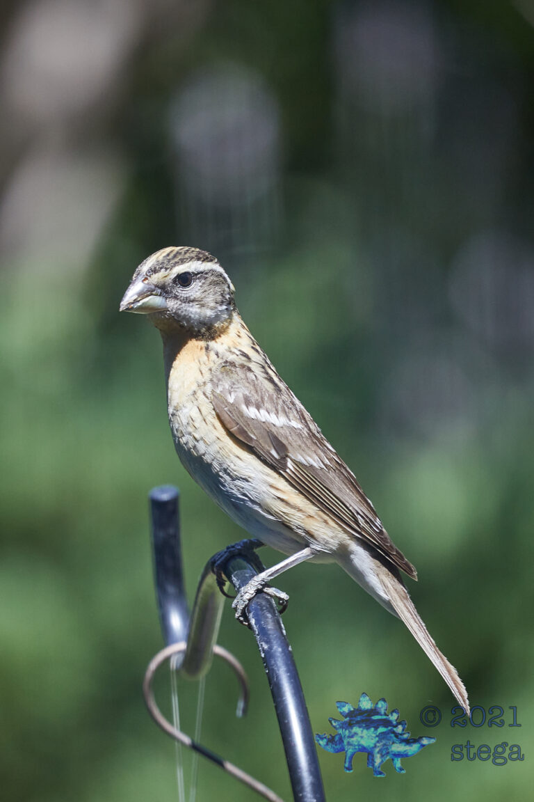 Black-Headed Grosbeak