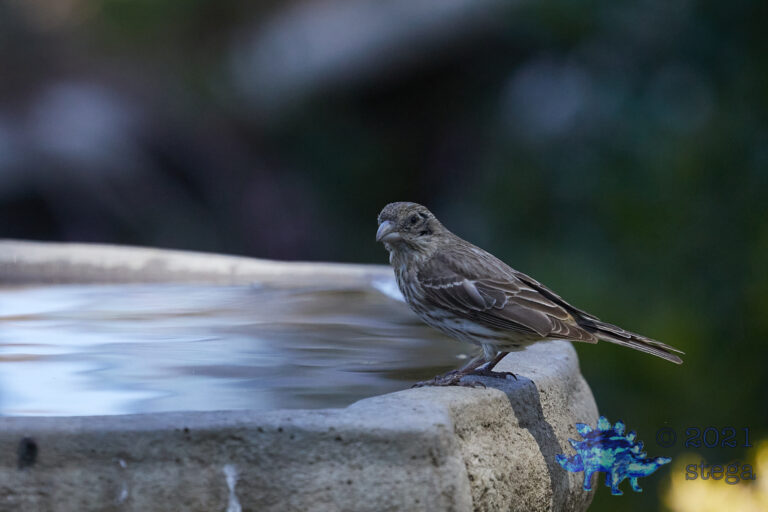House Finch