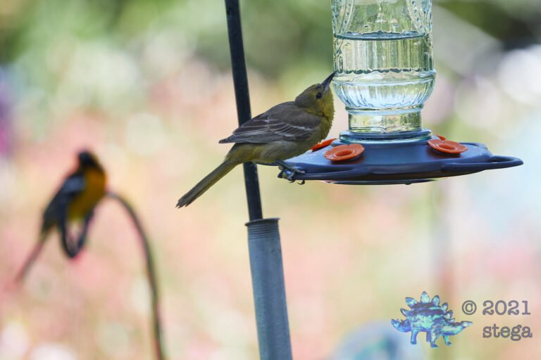 Bullock’s Oriole