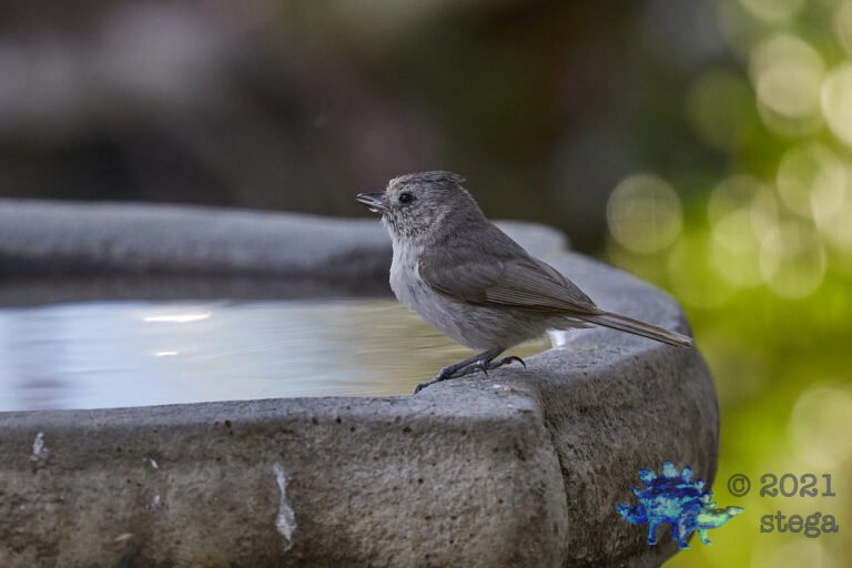 Oak Titmouse
