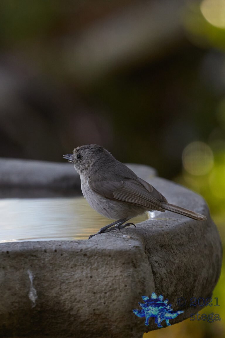 Oak Titmouse