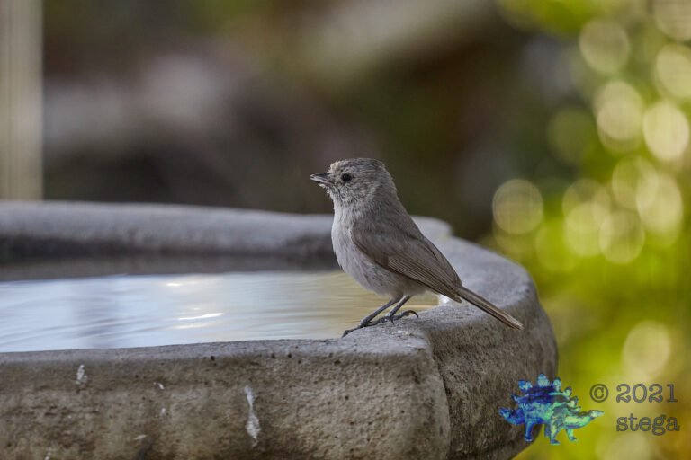Oak Titmouse