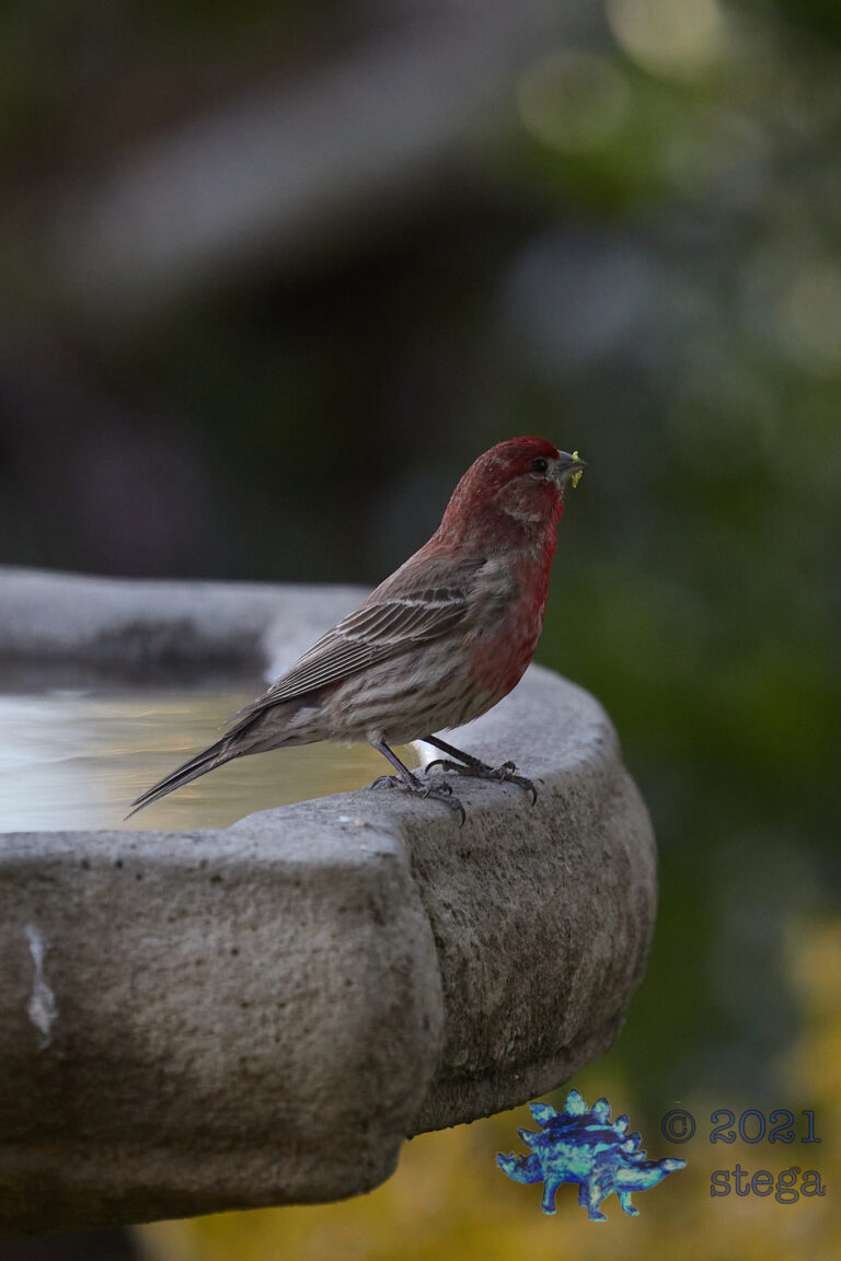 House Finch